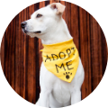VitaboundPetFoods-Adopme