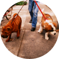 VitaboundPetfood-WalkDog